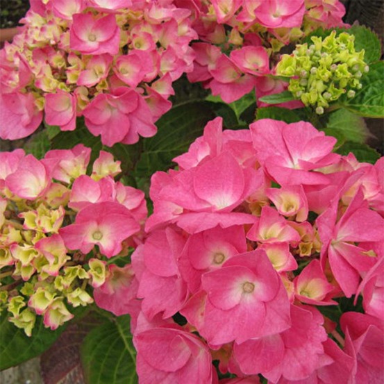 Hortensia 'rosita' pot de 7,5l/10l