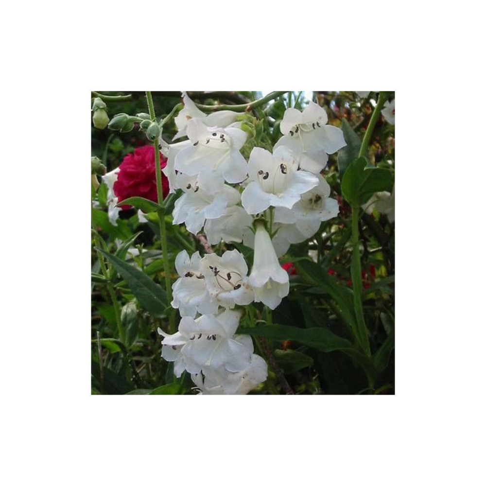 Penstemon white bedder lot de 3 godets