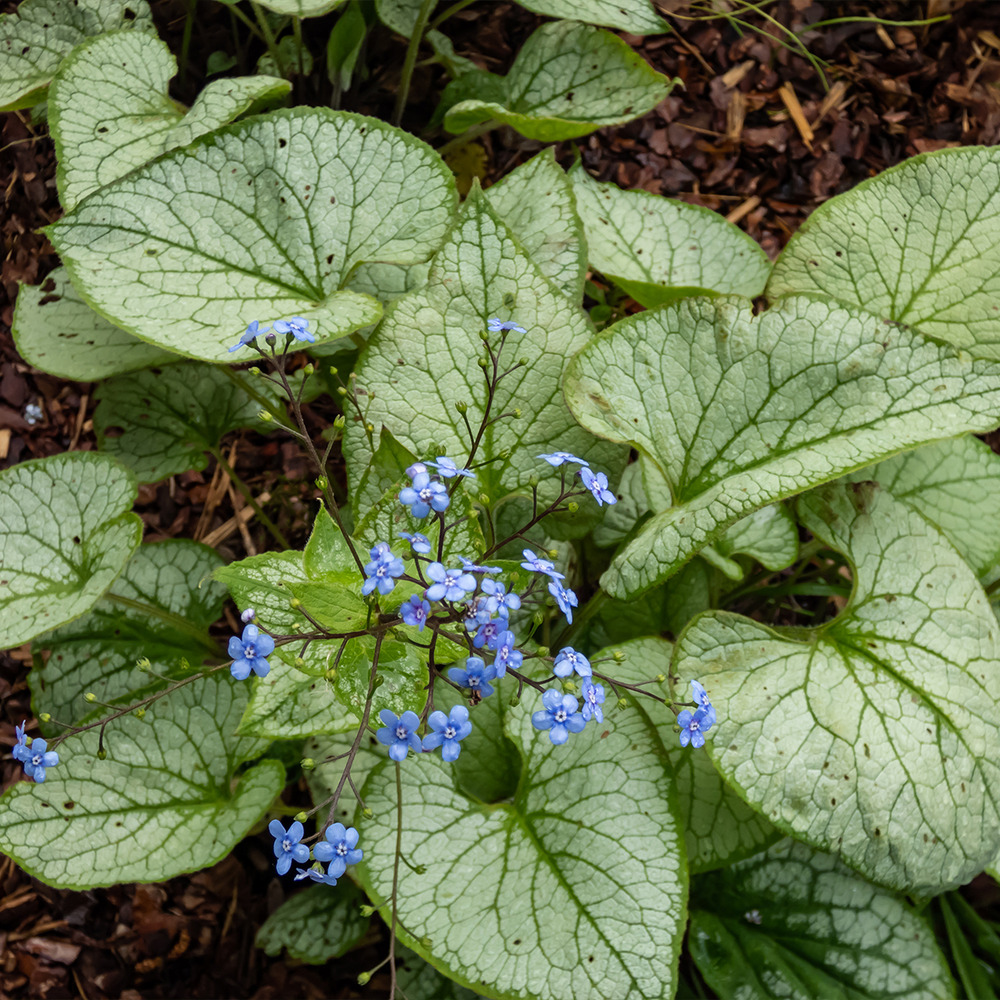 Lot de 3 - brunnera macrophylla - myosotis du caucase - h. 10-20 cm