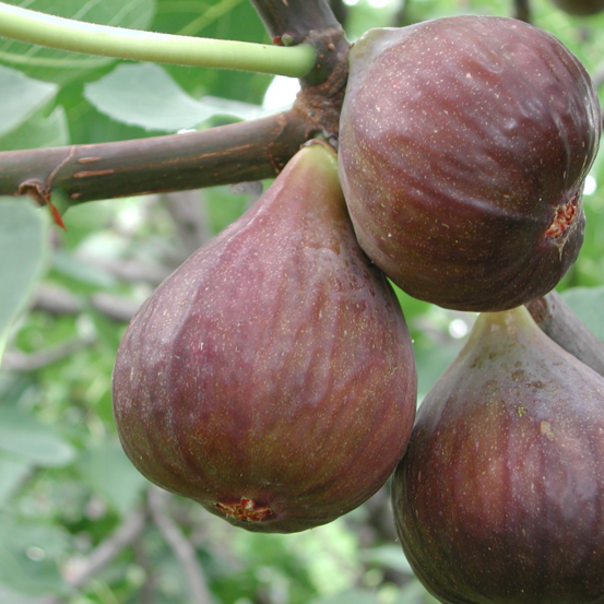 Figuier little miss figgy - ficus carica little miss figgy 30/40 cm pot 7,5l