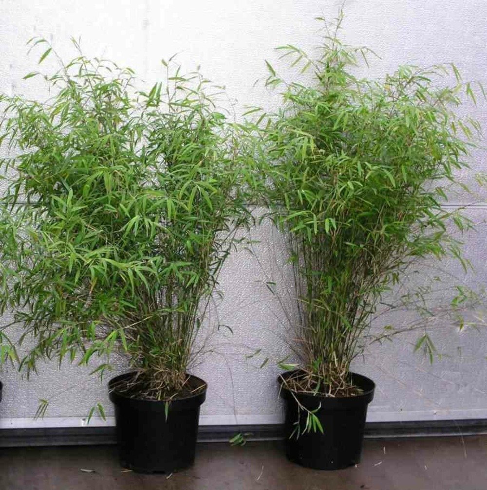 Fargesia angustissima (bambou non traçant) pot 5 litres - 30/50cm - 6/9 cannes