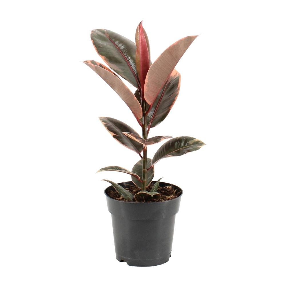 Ficus elastica belize - ø17cm - ↕55cm - plantes d'intérieur