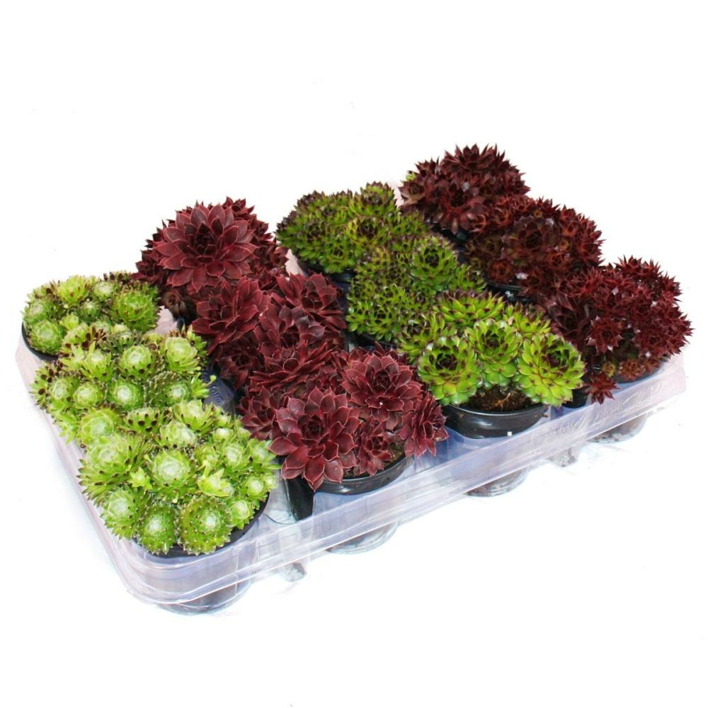 Houseleek - ensemble de 12 types différents de sempervivum