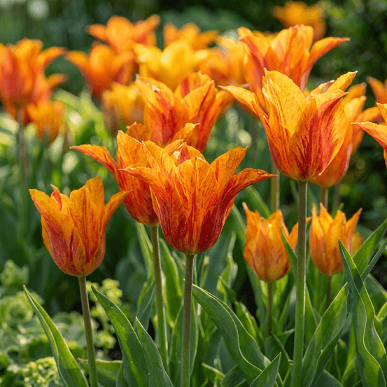 Tulipe 'vendée globe' (tulipa) - floraison printanière - calibre 11/12 - 96 bulbes