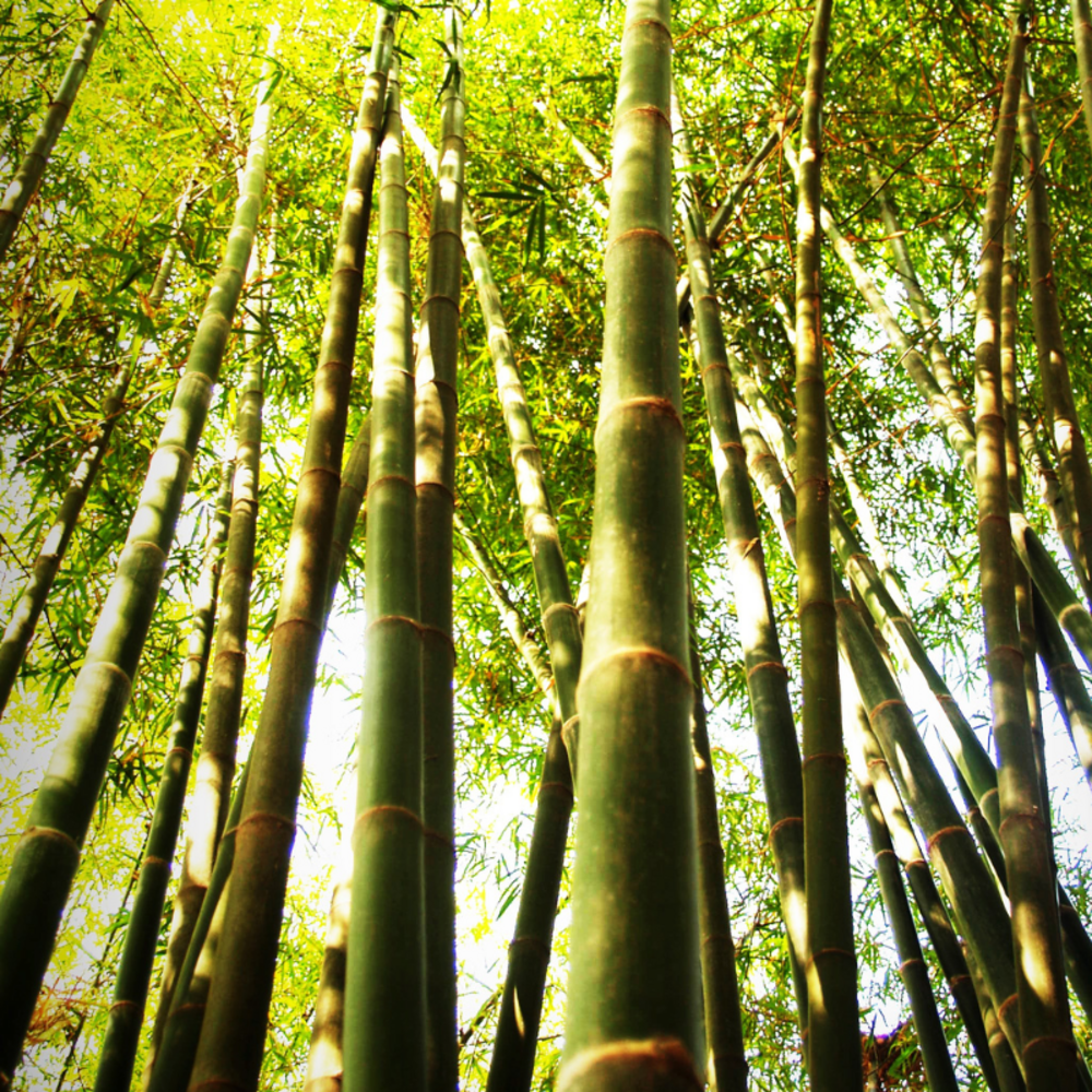 Bambou fargesia jiuzhaigou 60/80cm