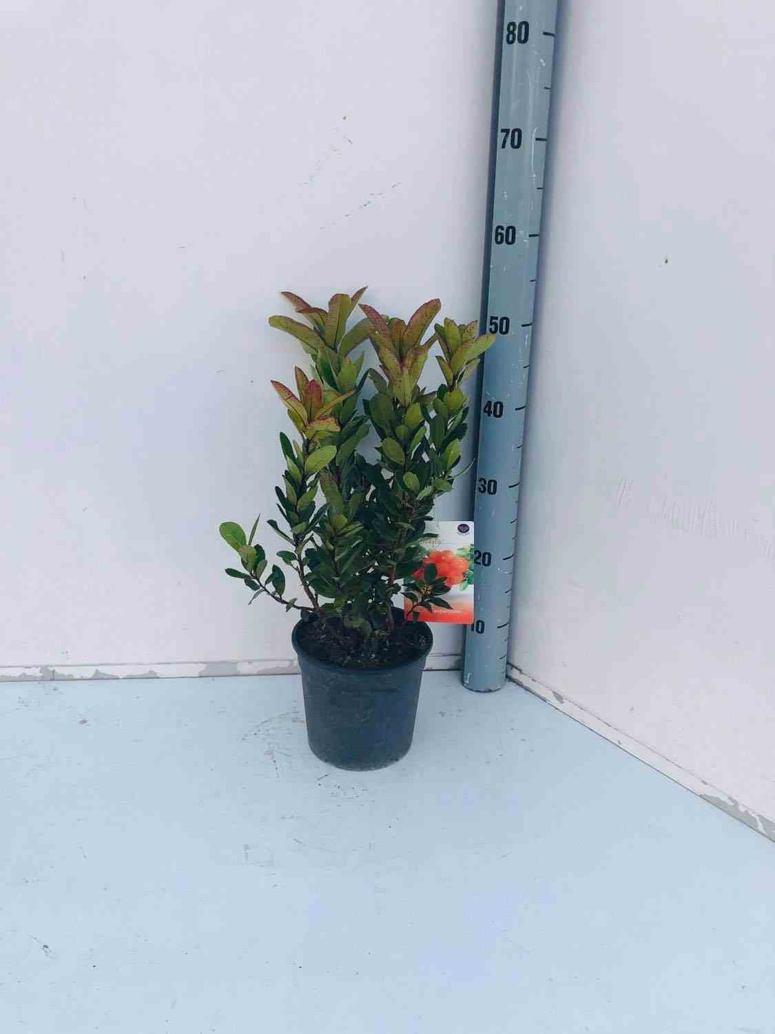 Arbutus unedo var. Rubra (arbousier)   blanc - taille pot de 45l - 200/225cm