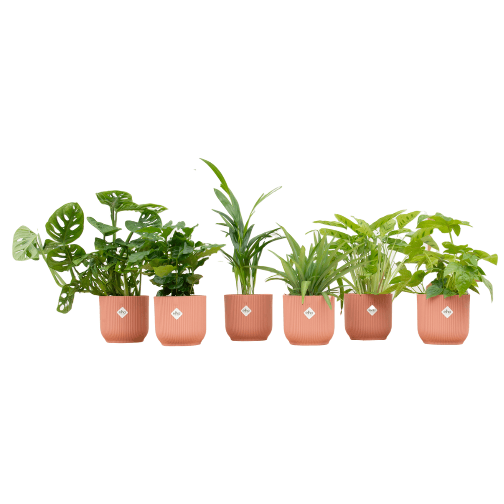 Box surpri - plantes d'intérieur