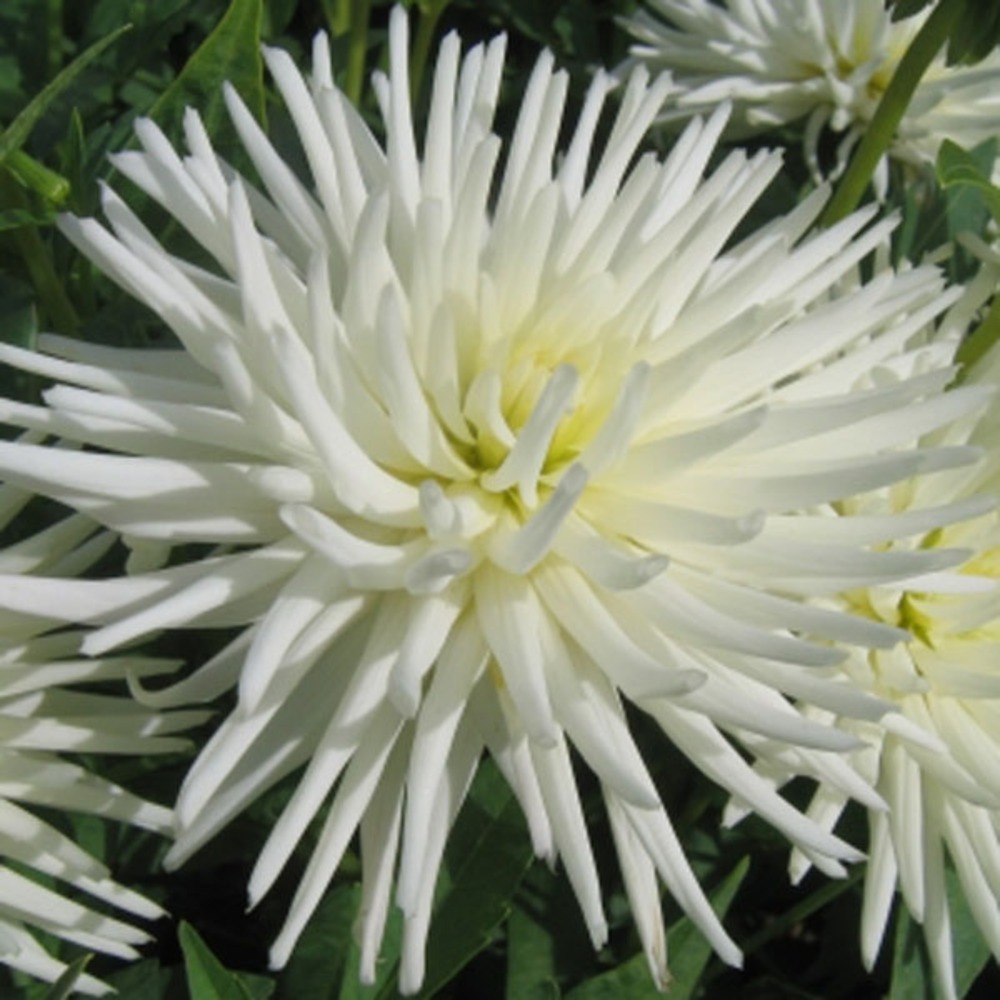 Dahlia gpe cactus nain 'playa blanca' bulbe calibre i