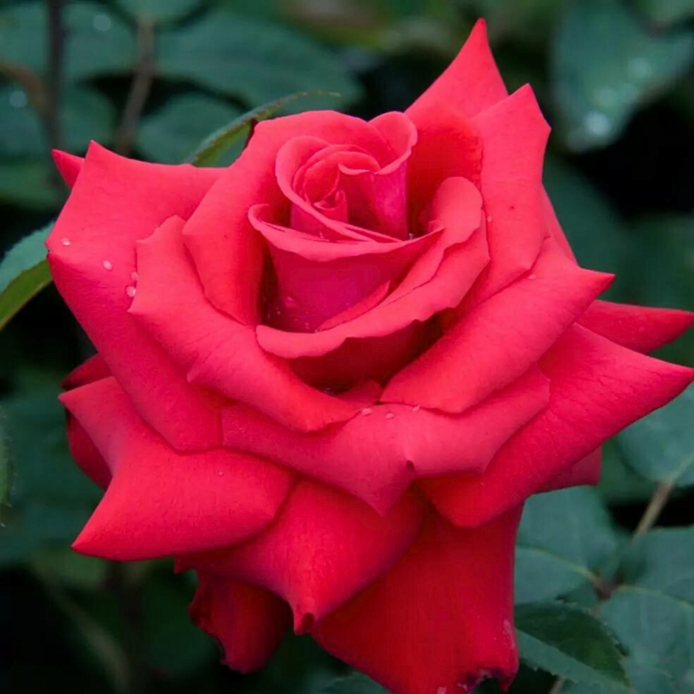 Rosier rouge grande amore hybride - racines nues