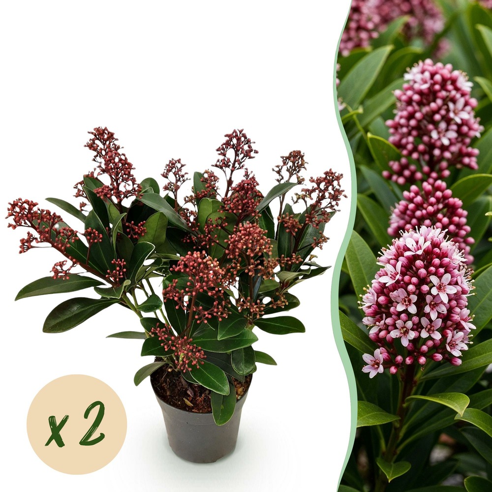Skimmia japonica rubella – lot de 2 – pot 10,5 cm