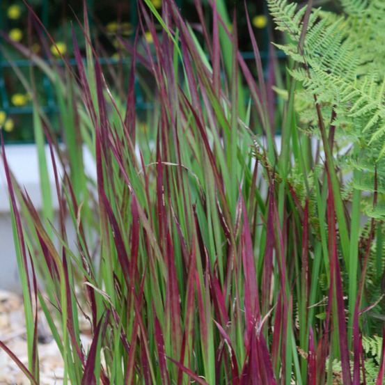 Impérate cylindrique red baron pot de 3l - 20/40 cm