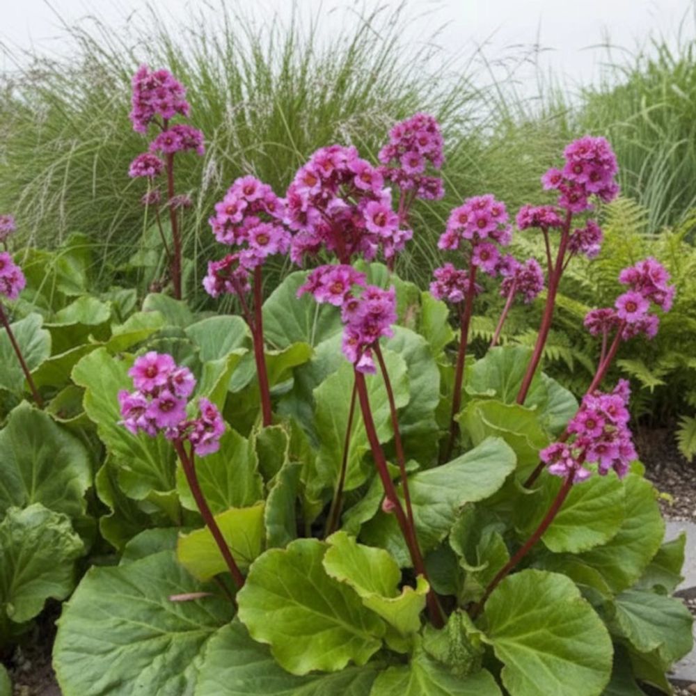 Bergénia à feuilles cordées, bergenia cordifolia lot de 3 godets