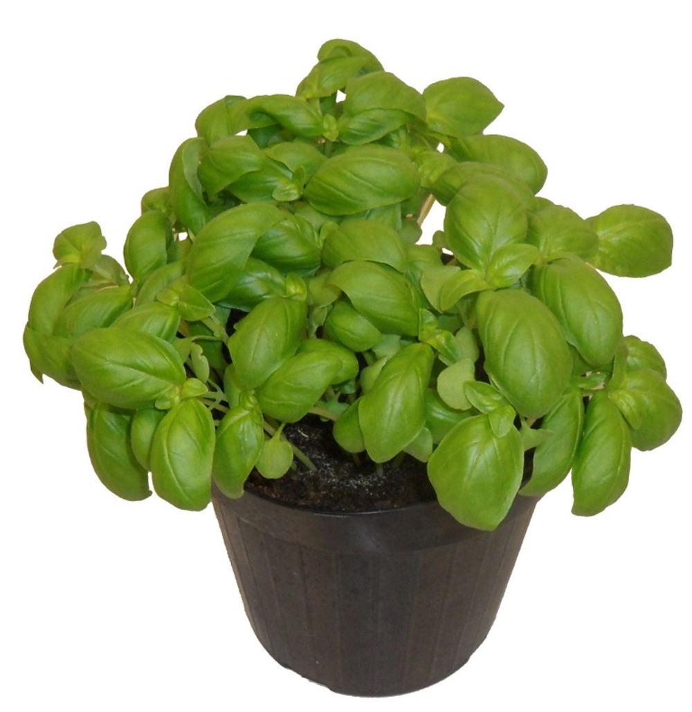 Basilic 'grand vert' pot 14cm
