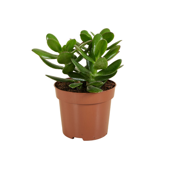 Crassula ovata arbre magique - plante de jade - plantes d'intérieur - 15-20 cm de haut - pot 12 cm