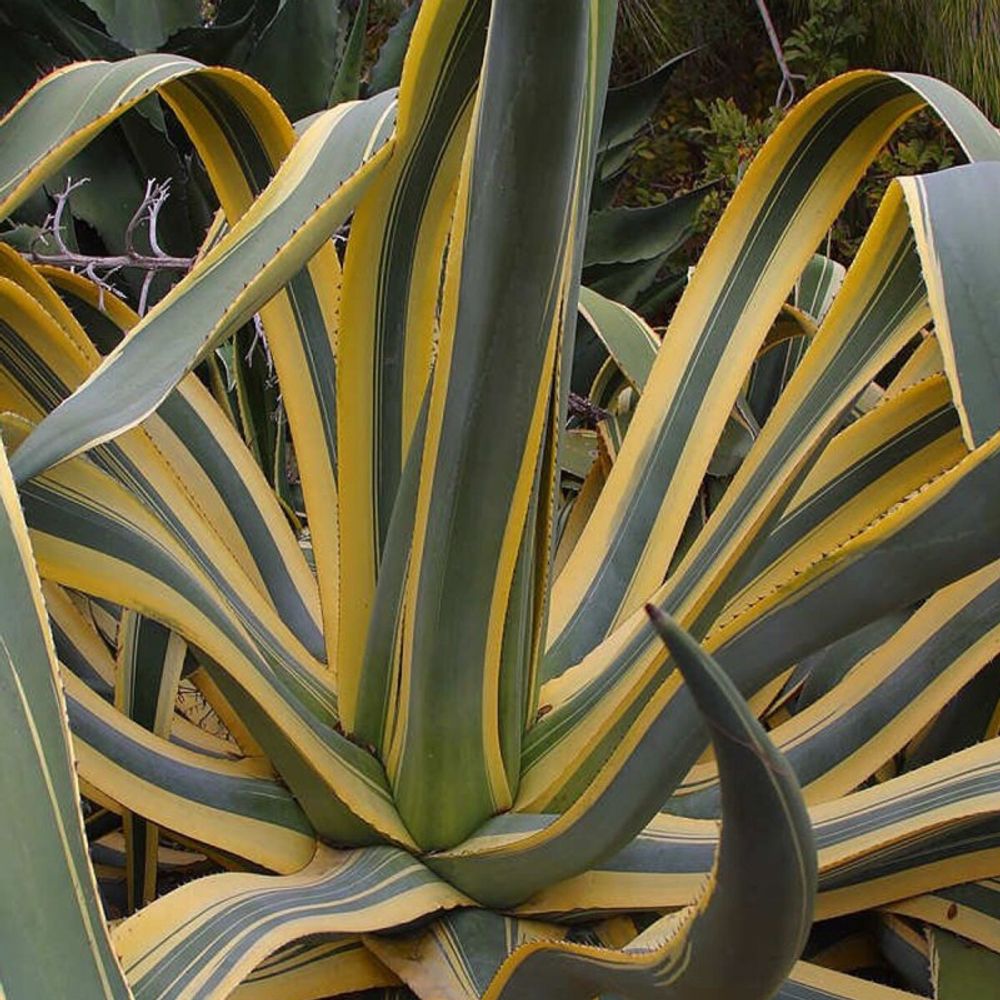 Agave d'amérique panaché pot de 15l
