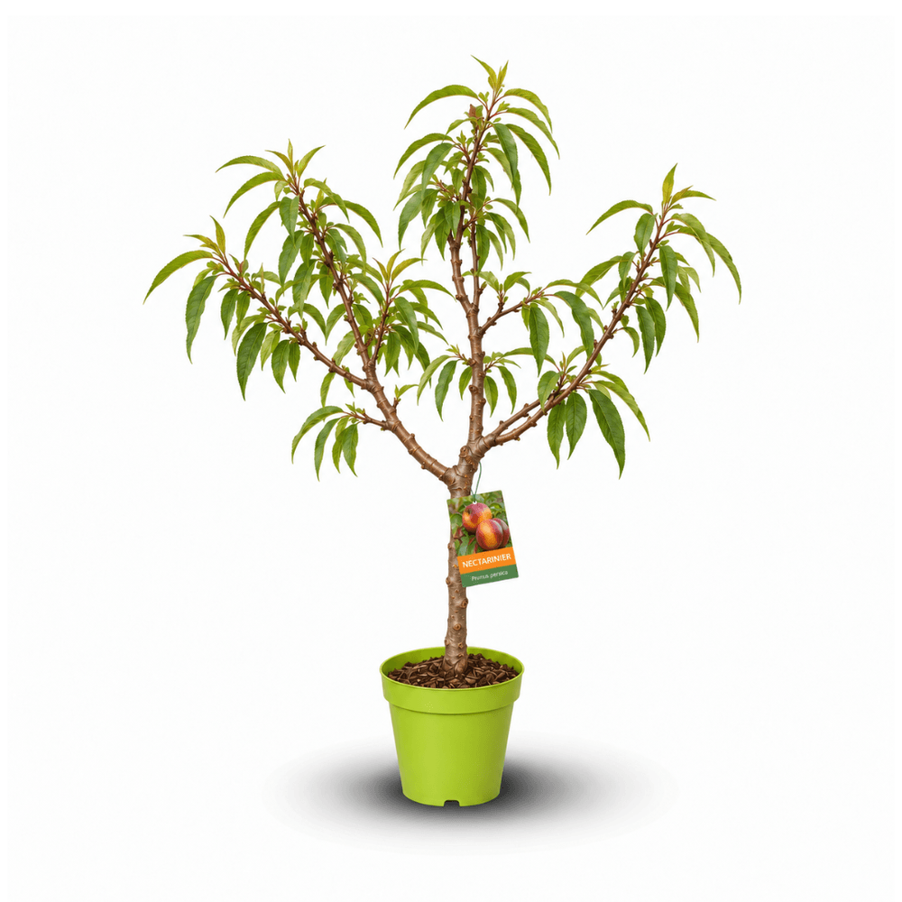 Nectarinier – Prunus persica var. nucipersica - arbre fruitier – variété compacte - ↕ 80-90 cm – ⌀ 20 cm