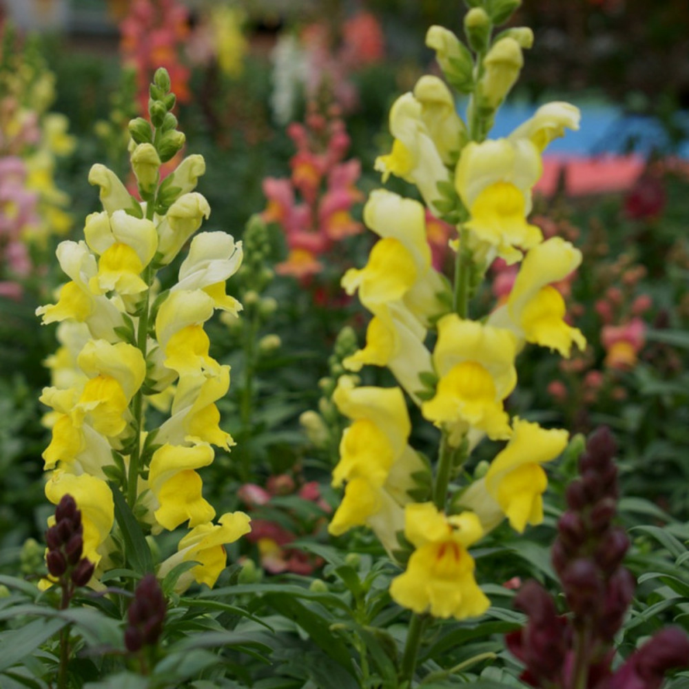 Graines de muflier grand loup - vilmorin sachet