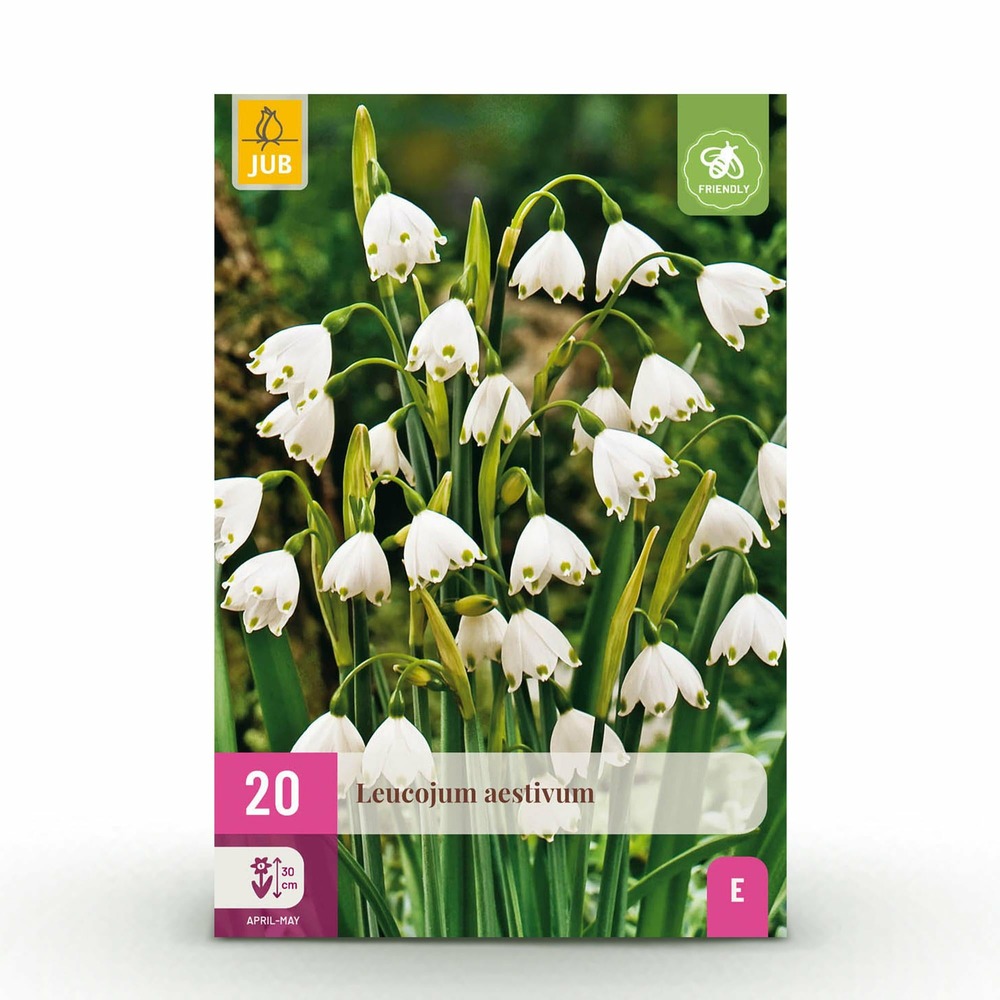 Perce-neige d'été leucojum aestivum – lot de 20 bulbes