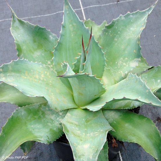 Agave ovatifolia pot de 3l/4l