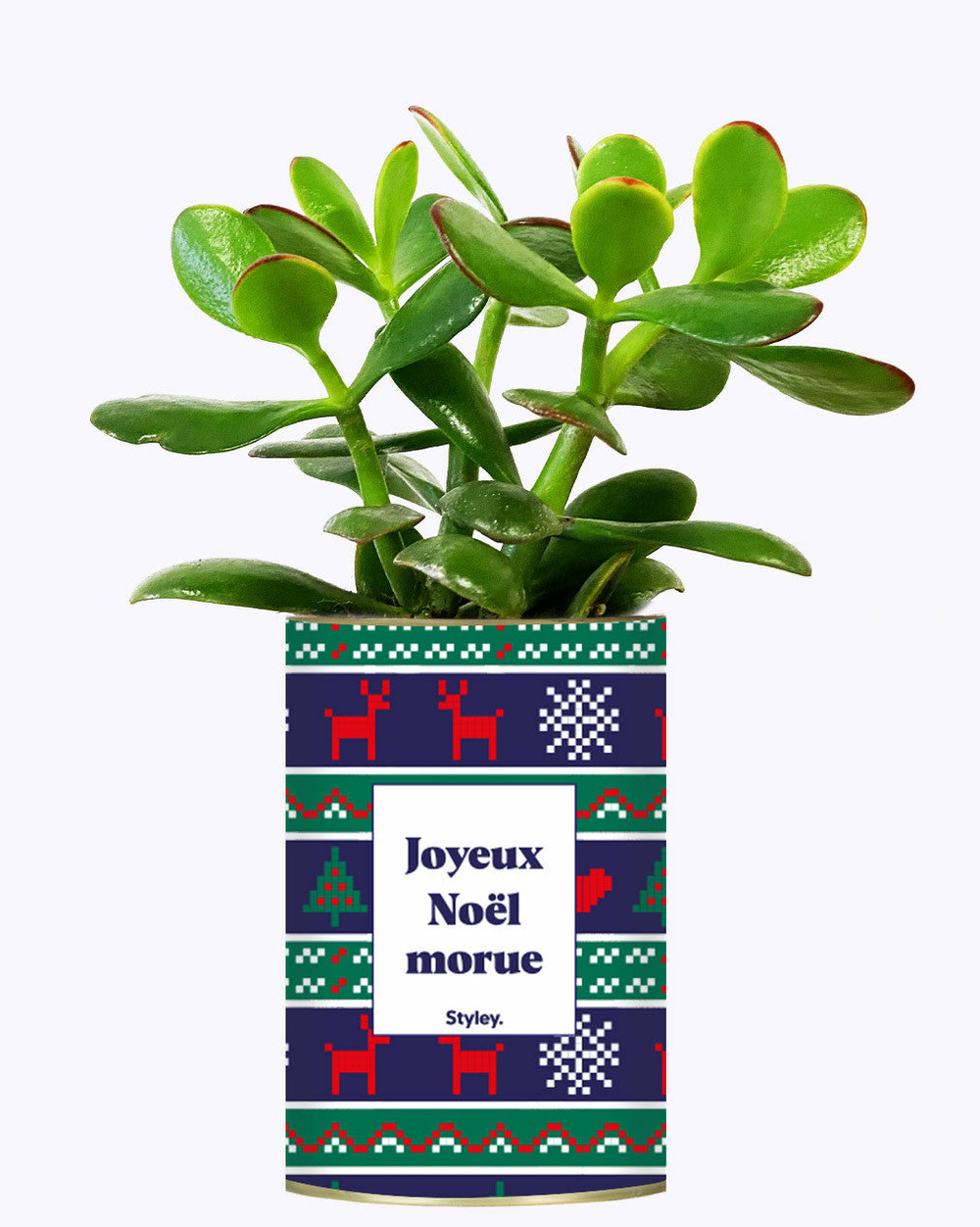 Plante drôle - joyeux noël morue - cactus