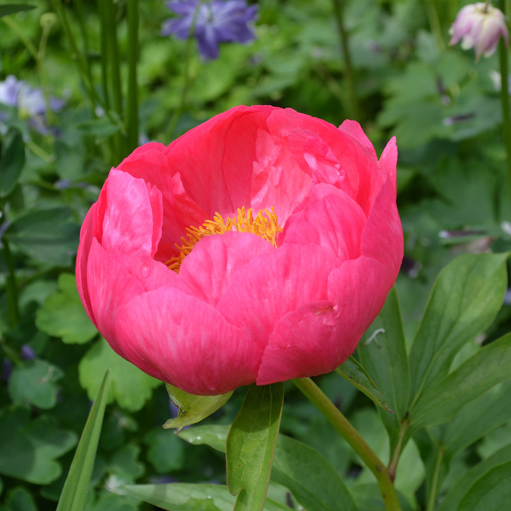 Pivoine de chine 'coral magic' souche 3/5 yeux