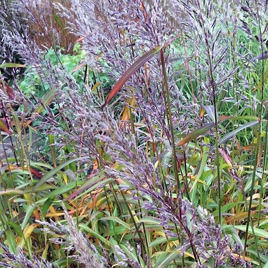 Spodiopogon sibiricus godet de 8/9 cm