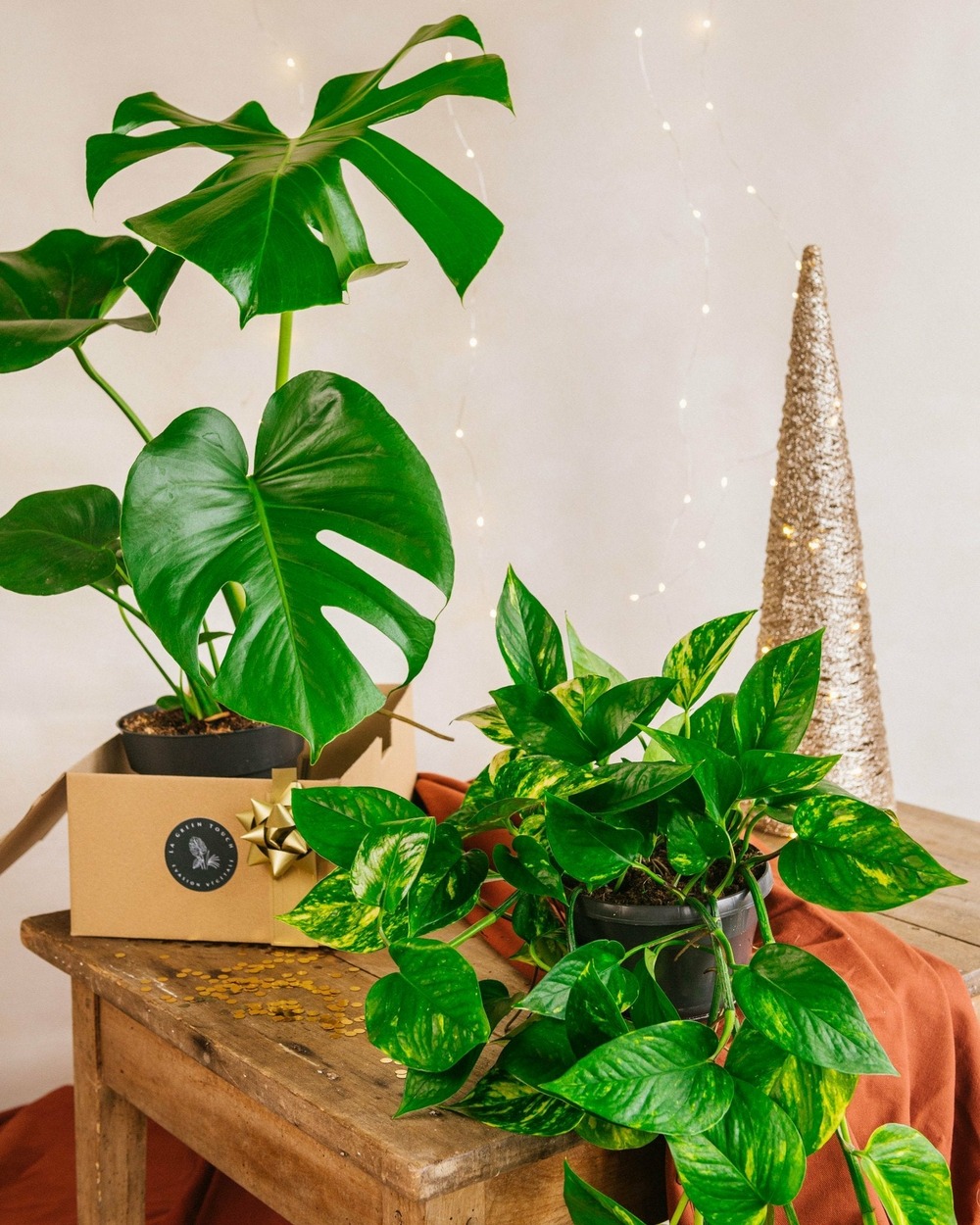 Duo de plantes star - monstera & pothos cm - plante d'intérieur