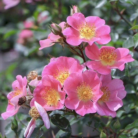 Rosier couvre-sol 'topolina ' pot de 3l/4l