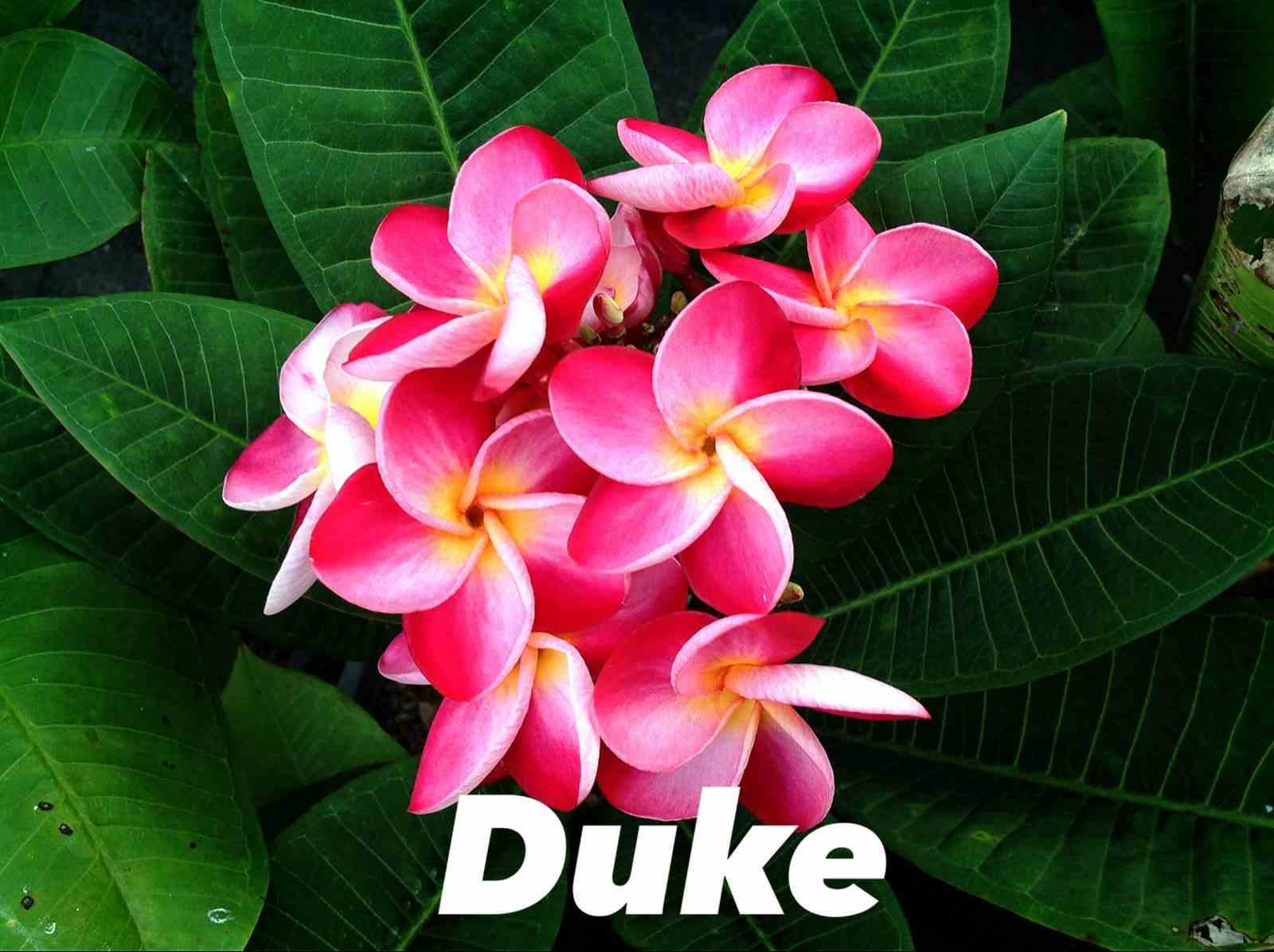 Plumeria rubra "duke" (frangipanier)   rose - taille pot de 2 litres ? 20/30 cm