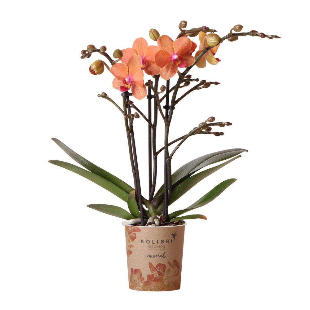 Orchidée phalaenopsis 'bolzano' orange (phalaenopsis) - pot de 9cm - sans cache-pot - plantes d'intérieur