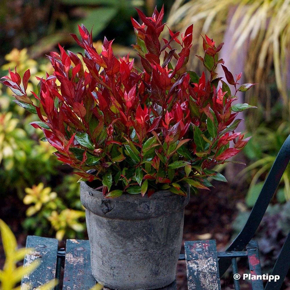 Leucothoe fontanesiana little flames pot de 4l/5l
