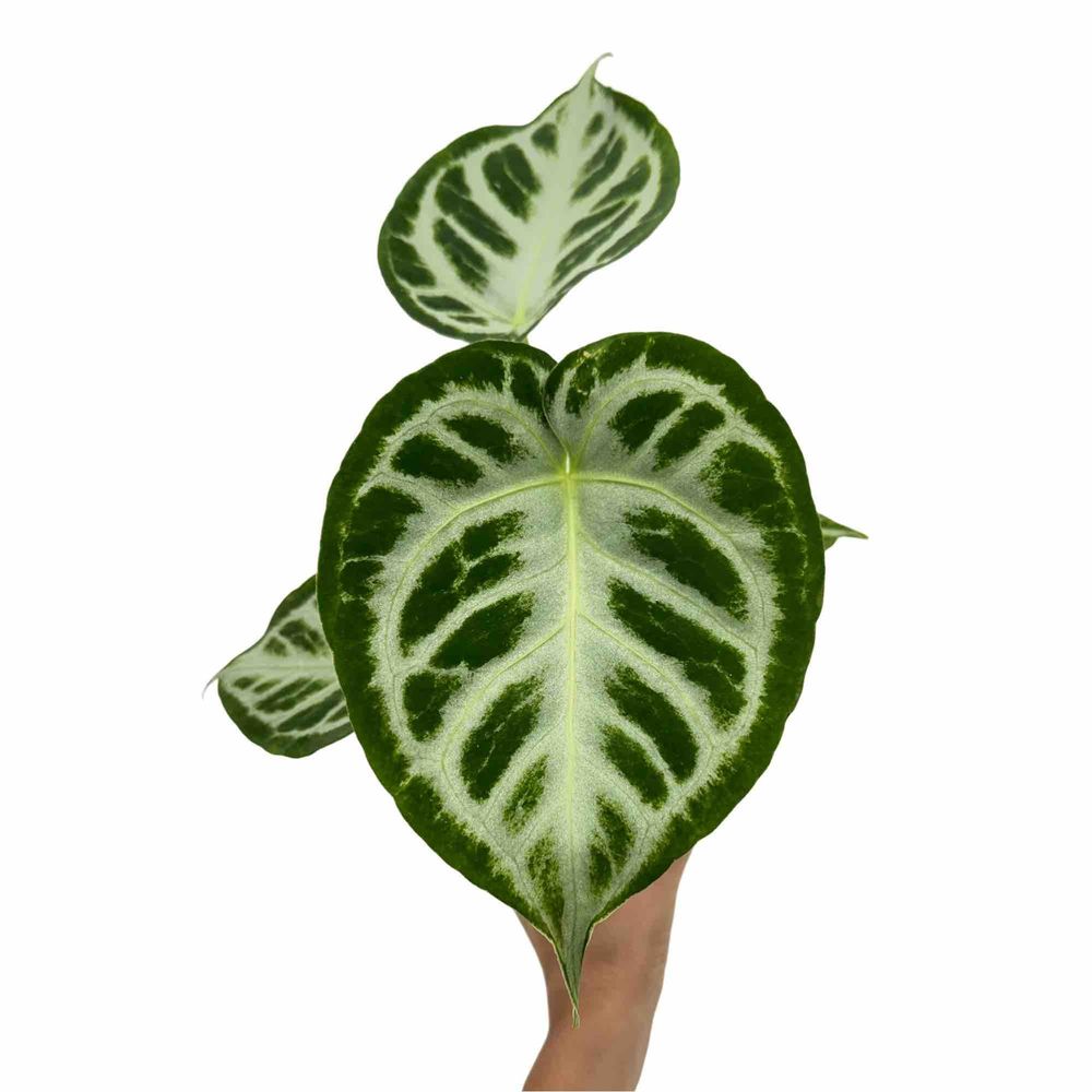 Anthurium silver blush - pot de 12cm