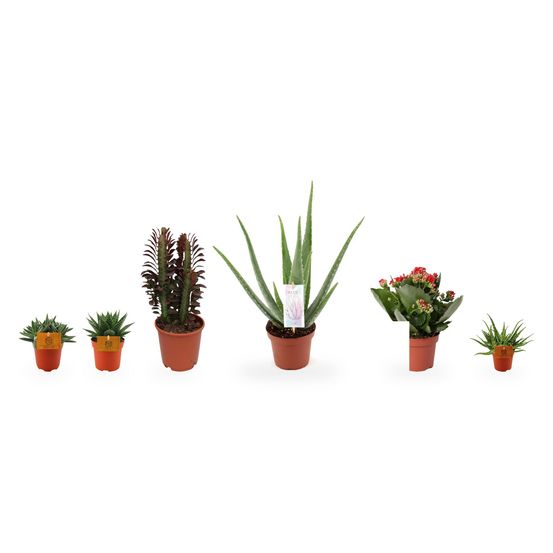 Rebord de cuisine ensoleillé - 6 succulentes — lot de 6 plantes