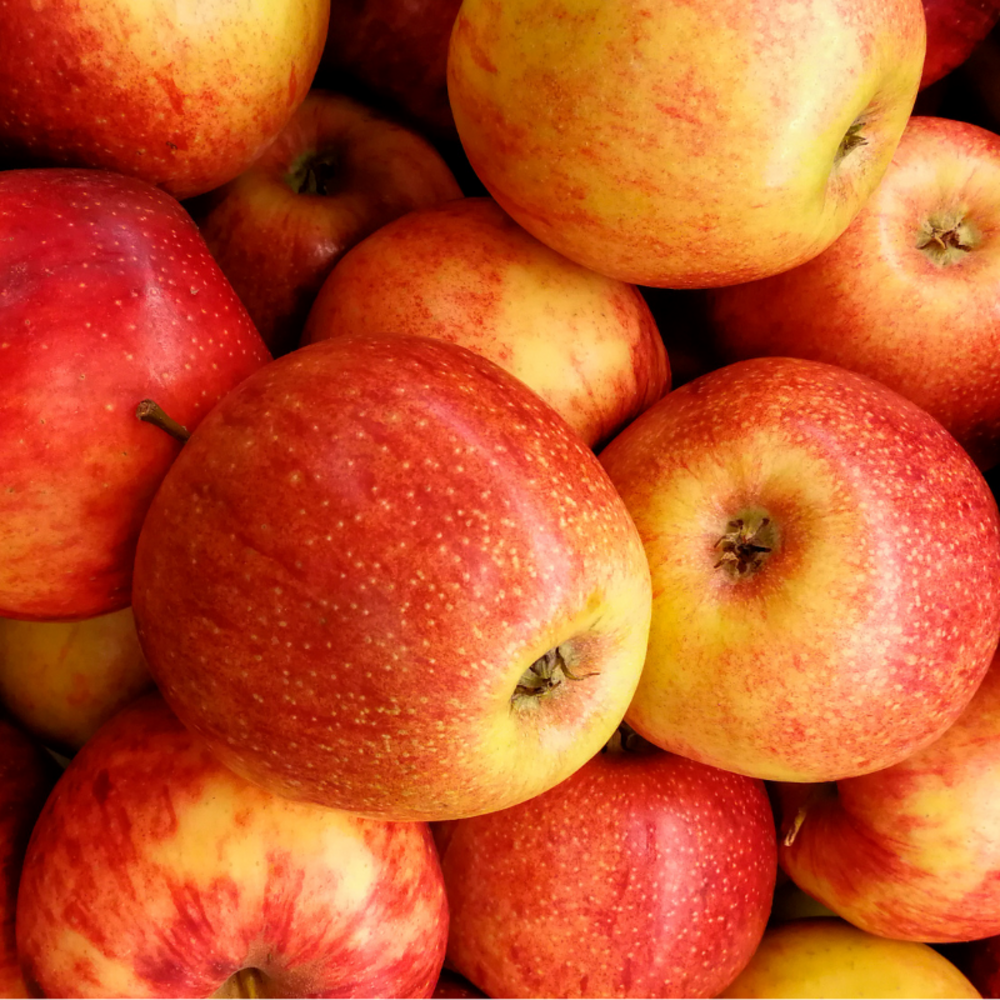 Malus domestica jonagold - pommier 120 cm en pot