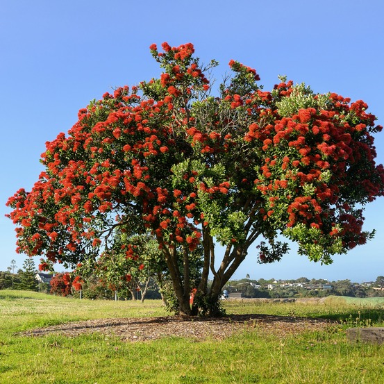 Pohutukawa - metrosideros excelsa - le pot / ø 9cm
