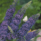 Arbre à papillons empire blue, le pot / 2l / hauteur livrée 40-50cm