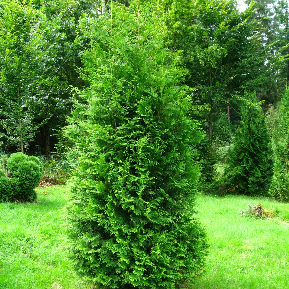 Thuja occidentalis 'brabant' pot de 4l/5l