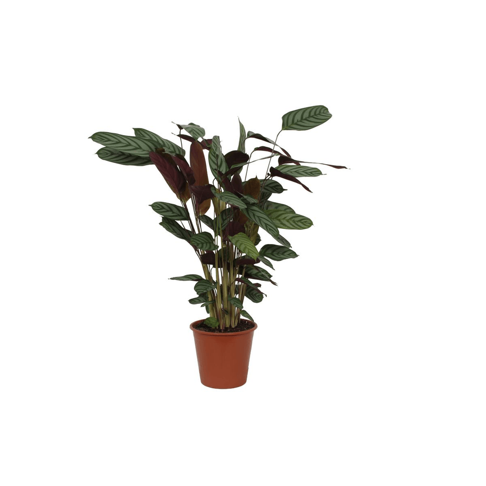 Calathea compactstar - plantes d'intérieur