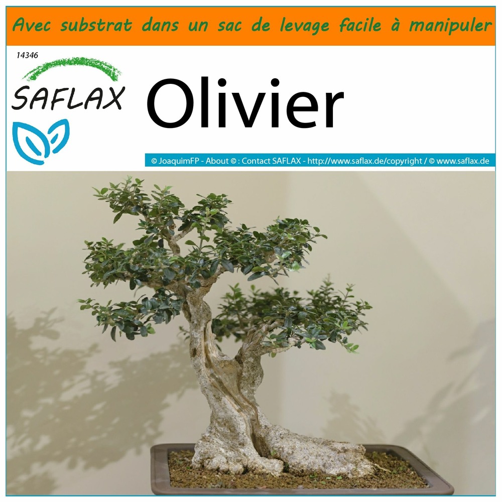 Garden in the bag - olivier - 20 graines - olea europea
