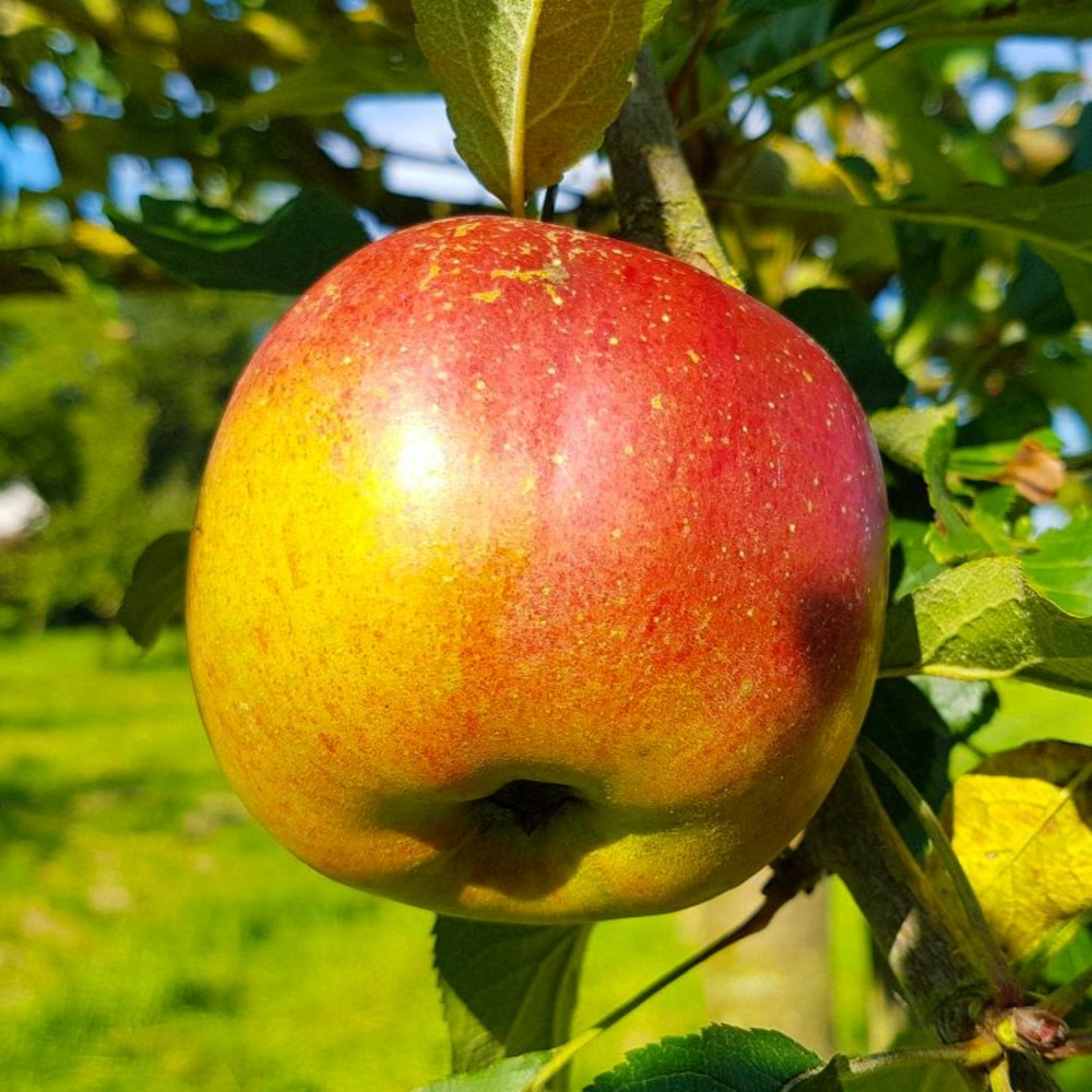 Pommier 'melrose' (malus domestica 'melrose')