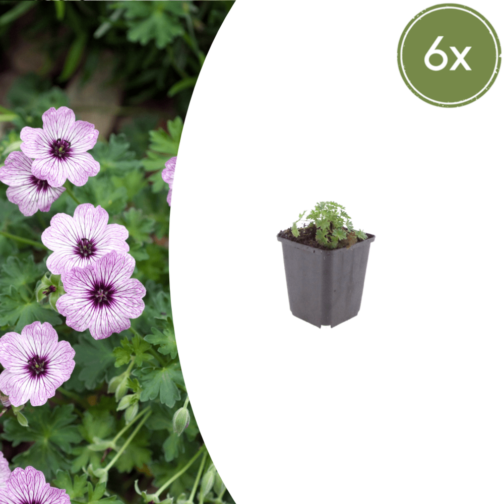 Lot de 60 - géranium cendré (geranium cinereum) 'ballerina'