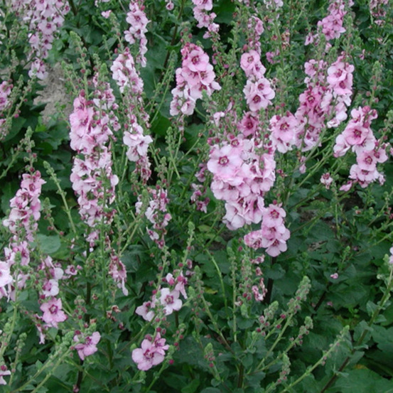 Molène pink domino lot de 3 godets