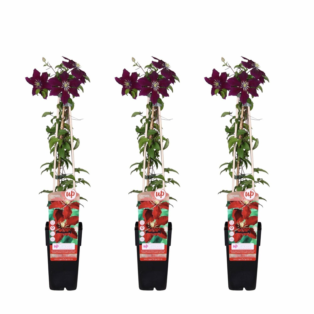 Lot de 3 - clematis niobe - h65 cm - ø15 cm