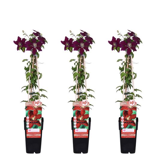 Lot de 3 - clematis niobe - h65 cm - ø15 cm