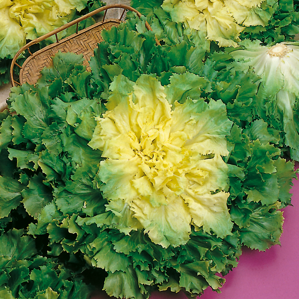 Chicoree scarole geante maraichere marie - 2 g