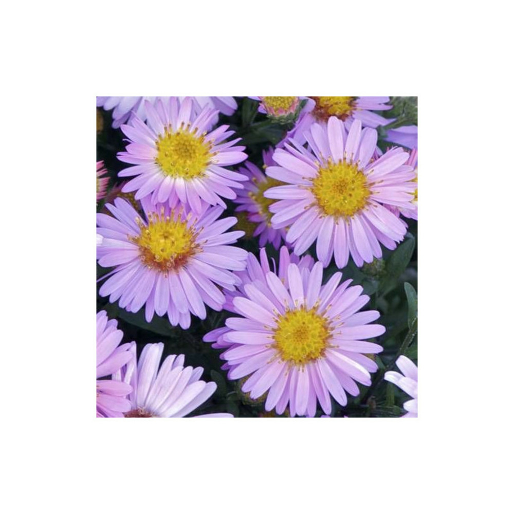 Aster d'automne dumosus marjorie godet - 5/20 cm