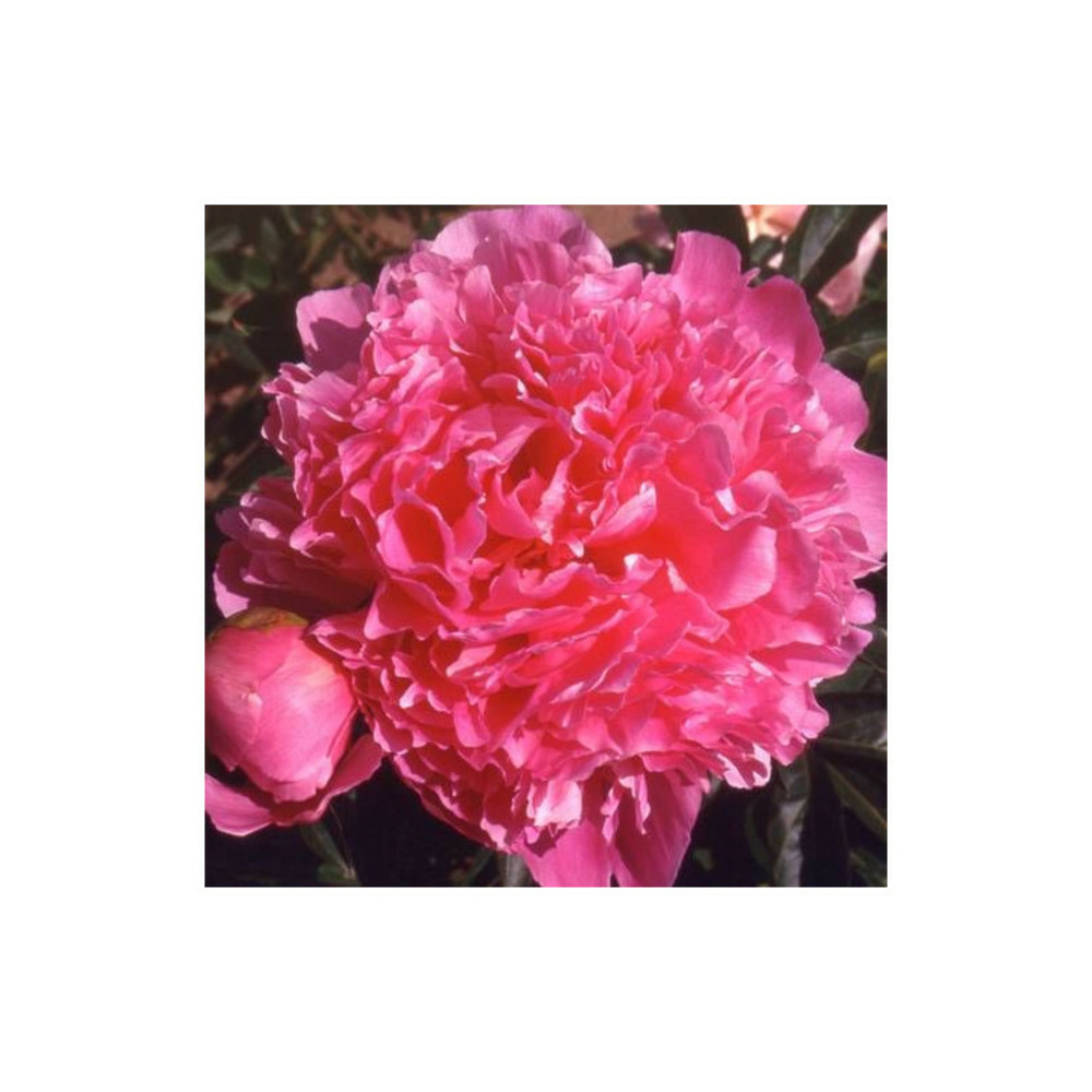 Pivoine herbacée albert crousse pot de 2l - 10/20 cm