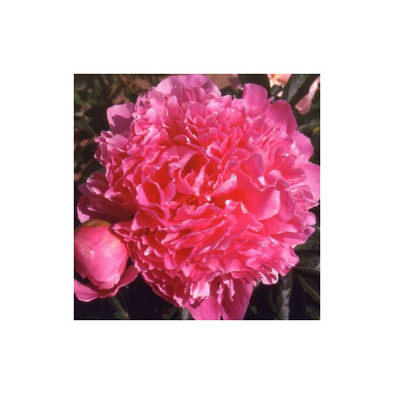 Pivoine herbacée albert crousse pot de 2l - 10/20 cm