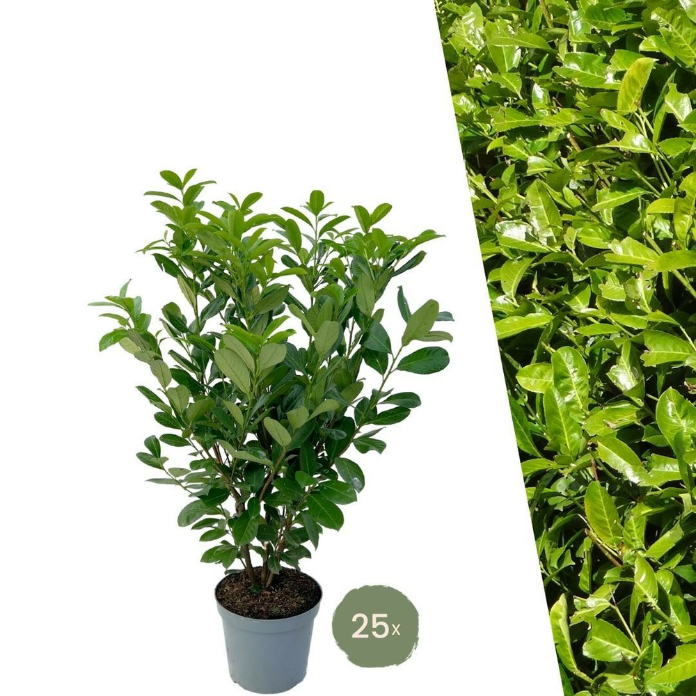 Laurier cerise h125cm pour 10 mètres linéaires de haie 25x12l