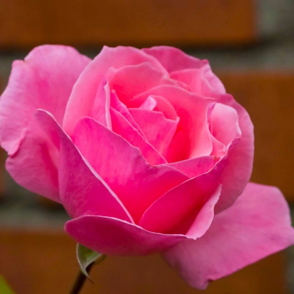 Rosier 'Queen Elizabeth'…